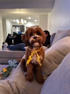 Cavapoo