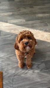 Cavapoo