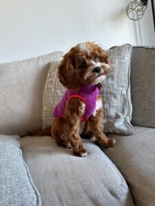 Cavapoo - Blake 2