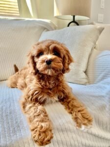 Cavapoo