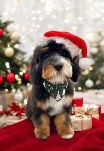Cavapoo