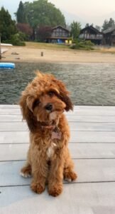 Cavapoochon