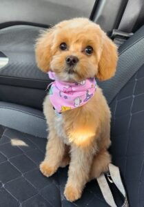 Cavapoochon