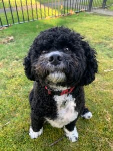 Cavapoochon