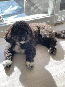 Cavapoochon