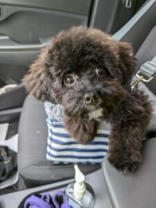 F1B Cavapoo