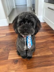 F1B Cavapoo