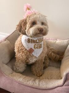 F1B Cavapoo