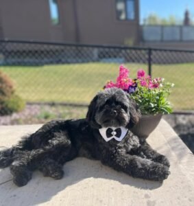F1B Cavapoo