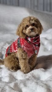 F1B Cavapoo
