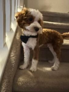 F1B Cavapoo