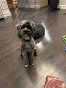 F1B Cavapoo
