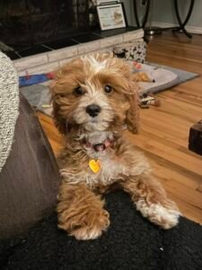 F1B Cavapoo